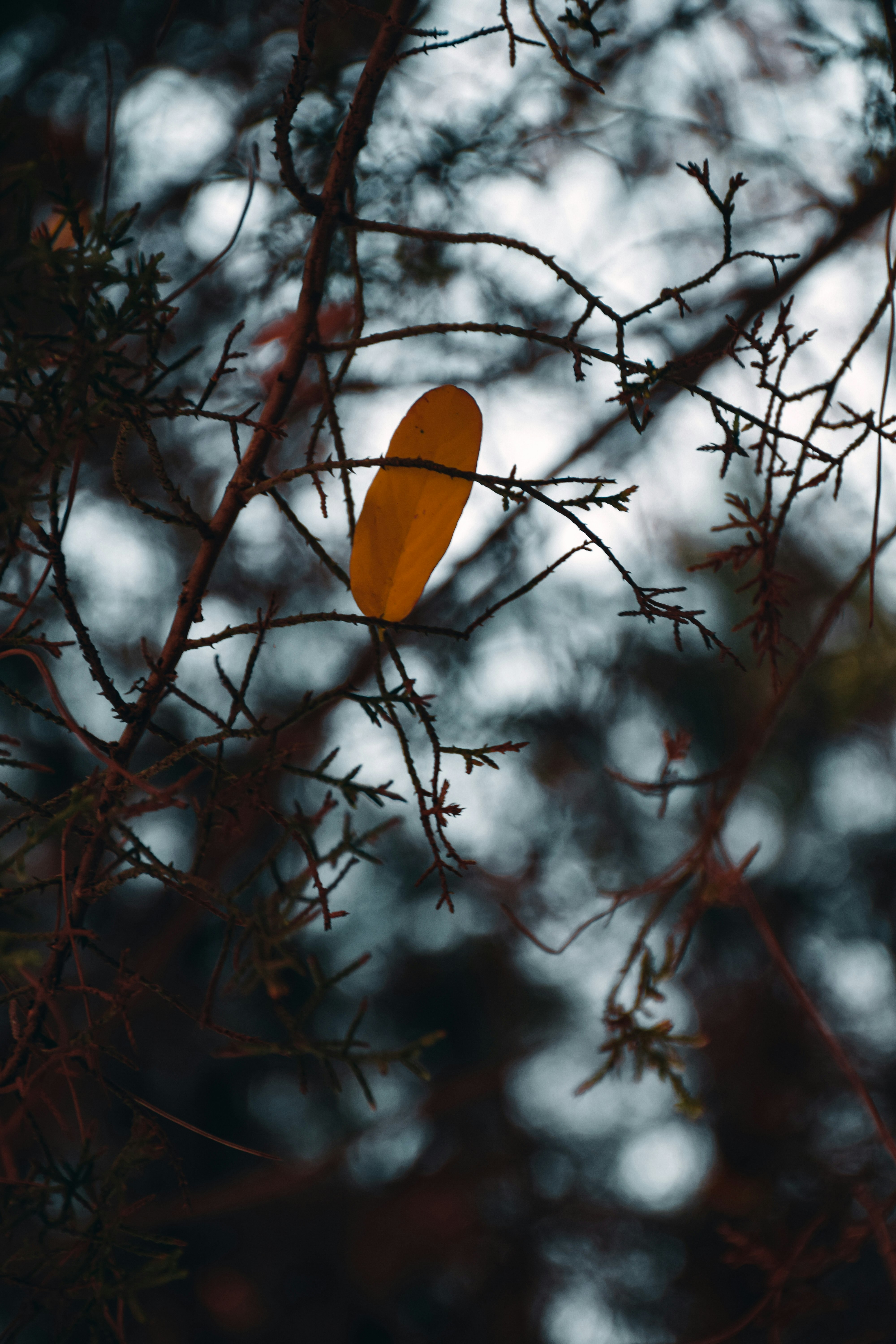 yellow leaf on brown tree branch